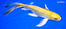 8.25" GINRIN YAMABUKI OGON BUTTERFLY