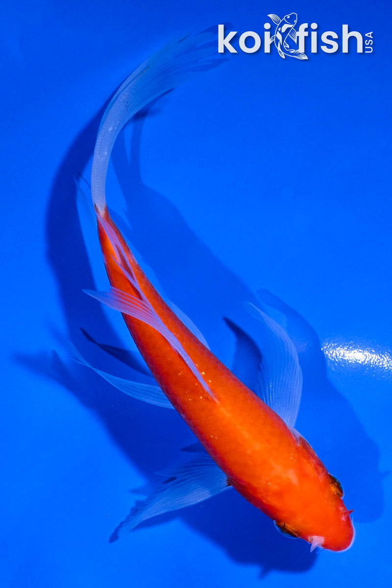 5.5" KOHAKU BUTTERFLY