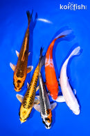 PACK OF (5) 5-6" STANDARD KOI
