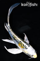 6.75" KIN KIKOKURYU BUTTERFLY