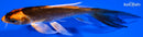 5.5" KIN ORENJI MATSUBA BUTTERFLY
