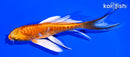 5.25" ORENJI OGON BUTTERFLY