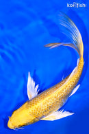 8.25" GINRIN YAMABUKI OGON BUTTERFLY