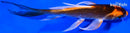 5.5" KIN ORENJI MATSUBA BUTTERFLY