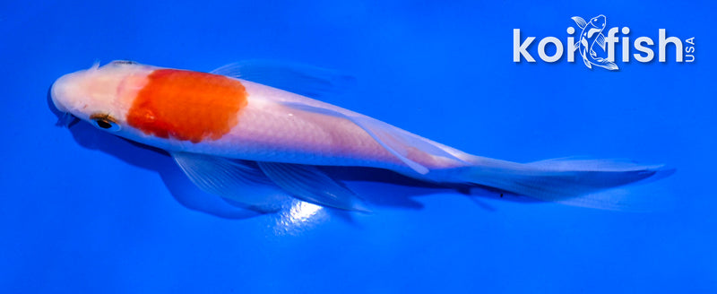 5" KOHAKU BUTTERFLY