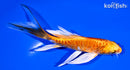 5.25" ORENJI OGON BUTTERFLY