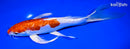 9.25" KIKUSUI BUTTERFLY
