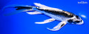 8.25" KIKOKURYU BUTTERFLY