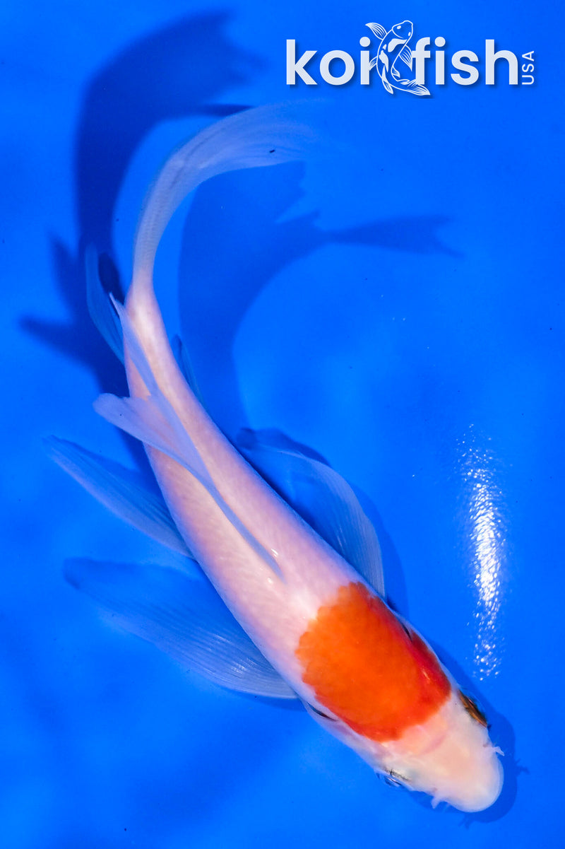 5" KOHAKU BUTTERFLY