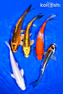 PACK OF (5) 5-6" STANDARD KOI