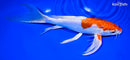 9.25" KIKUSUI BUTTERFLY