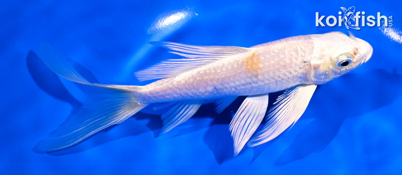 5.5" PLATINUM OGON BUTTERFLY