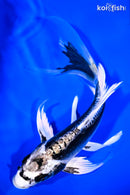 8.25" KIKOKURYU BUTTERFLY