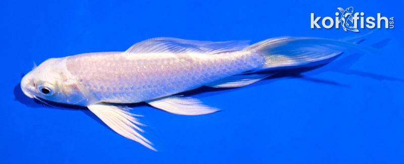5.5" PLATINUM OGON BUTTERFLY