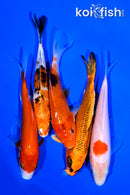 PACK OF (5) 5-6" STANDARD KOI