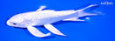 8.25" GINRIN PLATINUM OGON BUTTERFLY