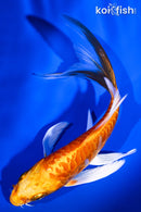 5.25" ORENJI OGON BUTTERFLY