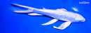 8.25" GINRIN PLATINUM OGON BUTTERFLY