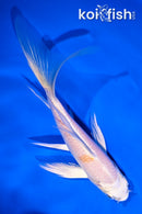 5.5" PLATINUM OGON BUTTERFLY