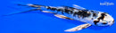 5" YAMATO NISHIKI BUTTERFLY