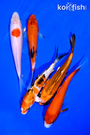 PACK OF (5) 5-6" STANDARD KOI