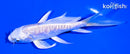 4.75" GINRIN ARAGOKE PLATINUM OGON BUTTERFLY