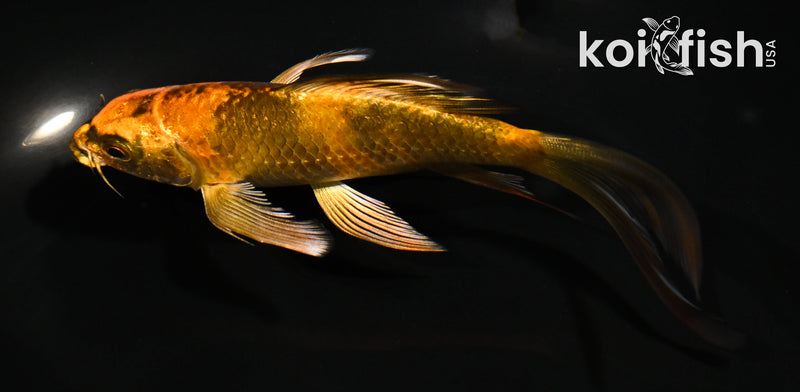 5" KIN HI UTSURI BUTTERFLY