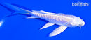 4.75" GINRIN ARAGOKE PLATINUM OGON BUTTERFLY