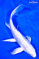8.25" GINRIN PLATINUM OGON BUTTERFLY