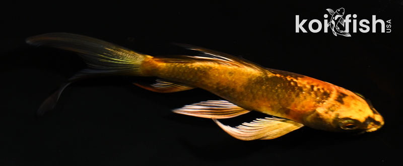5" KIN HI UTSURI BUTTERFLY