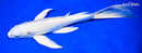 10" PLATINUM OGON BUTTERFLY