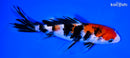 7" SANKE BUTTERFLY