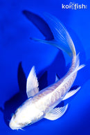 4.75" GINRIN ARAGOKE PLATINUM OGON BUTTERFLY