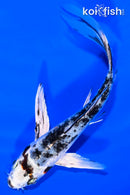5" YAMATO NISHIKI BUTTERFLY
