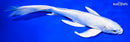 10" PLATINUM OGON BUTTERFLY