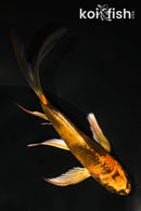 5" KIN HI UTSURI BUTTERFLY