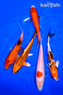 PACK OF (5) 5-6" STANDARD KOI