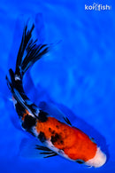 7" SANKE BUTTERFLY