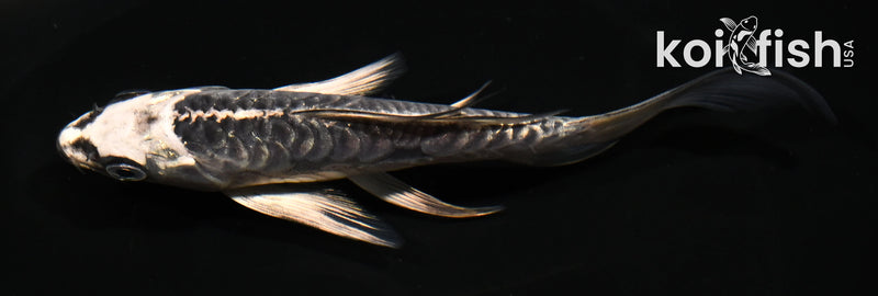 5" ARAGOKE KIKOKURYU BUTTERFLY