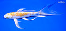 8.5" DOITSU LEMON HARIWAKE BUTTERFLY