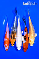 PACK OF (5) 5-6" STANDARD KOI