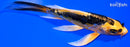 5.25" BENI KIKOKURYU BUTTERFLY