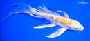 8.5" DOITSU LEMON HARIWAKE BUTTERFLY