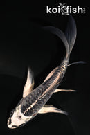 5" ARAGOKE KIKOKURYU BUTTERFLY