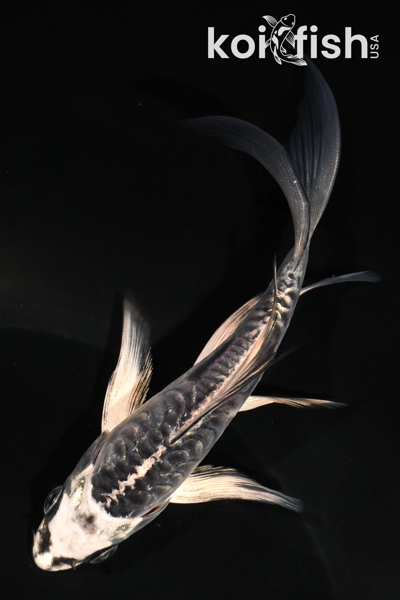 5" ARAGOKE KIKOKURYU BUTTERFLY