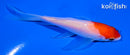 4.5" KOHAKU BNUTTERFLY