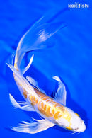 8.5" DOITSU LEMON HARIWAKE BUTTERFLY