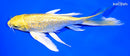 8" GINRIN YAMABUKI OGON BUTTERFLY