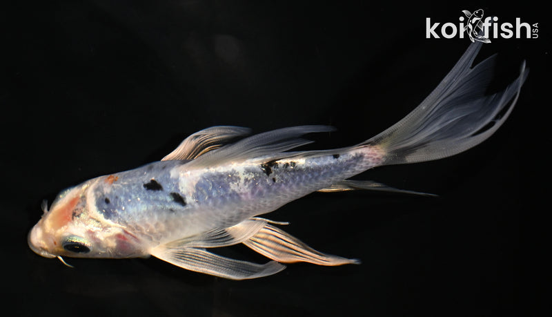 6" YAMATO NISHIKI BUTTERFLY