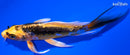 5.25" BENI KIKOKURYU BUTTERFLY